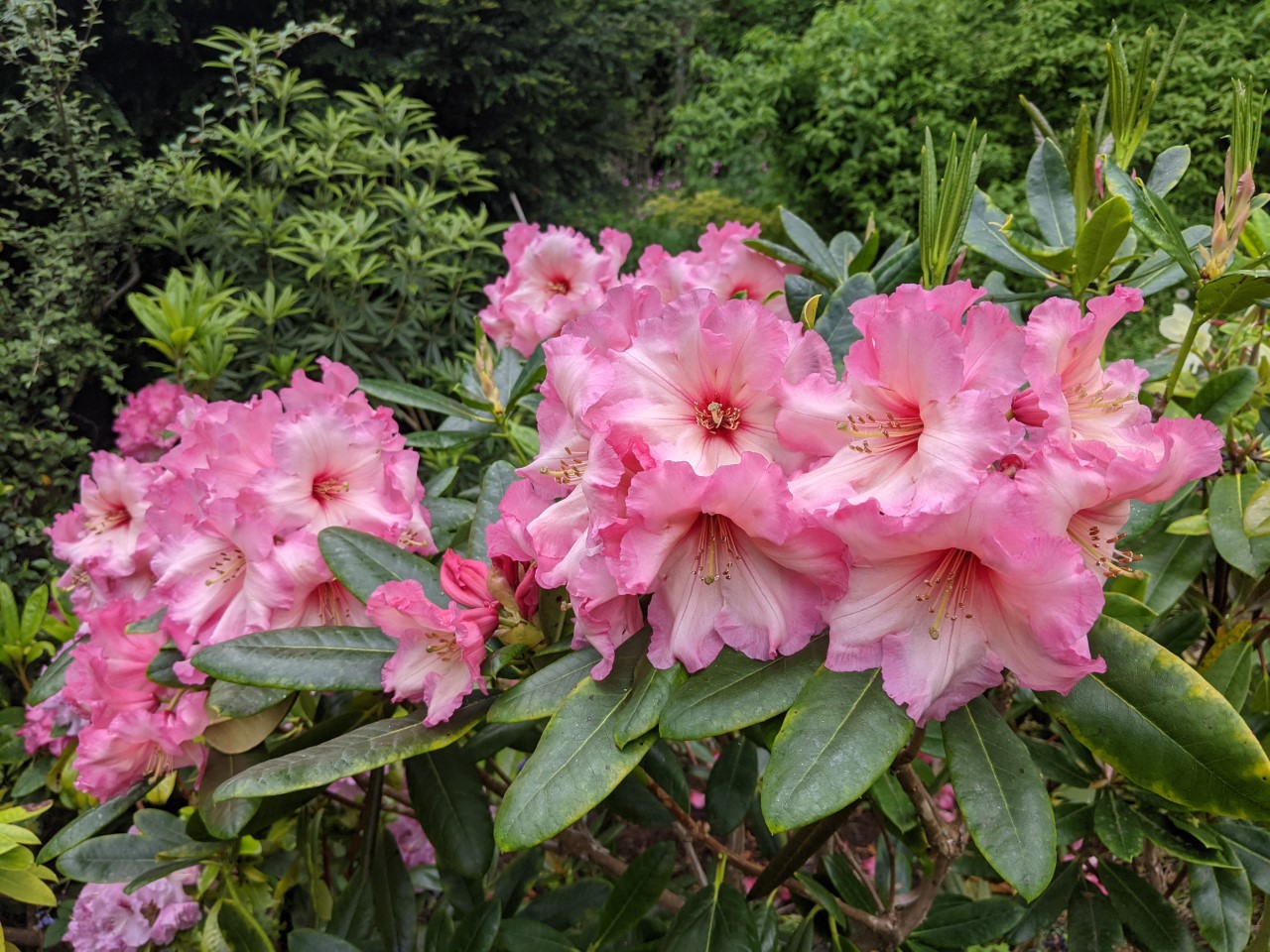 'Bridgewater Beauty'